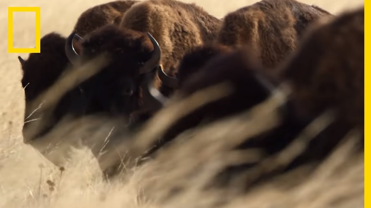 Les bisons d'Amérique : animaux terrestres géants