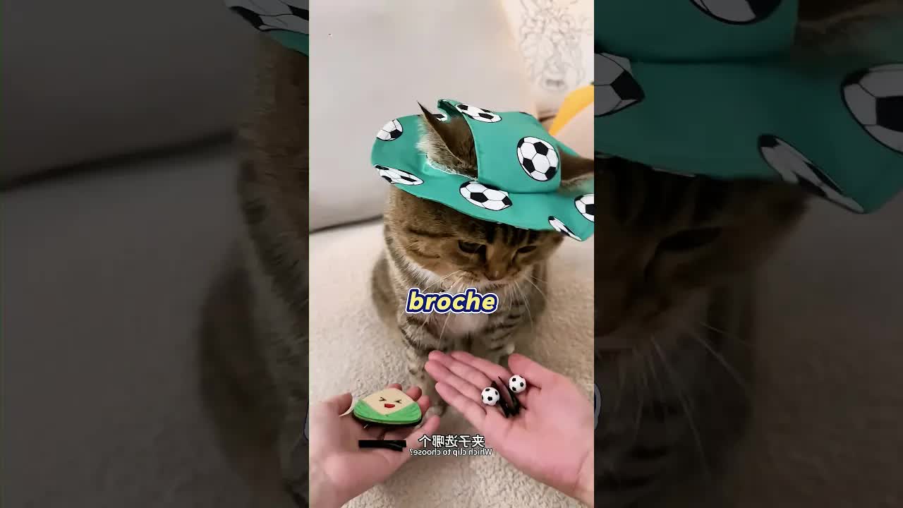 El gatito elige su outfit del día