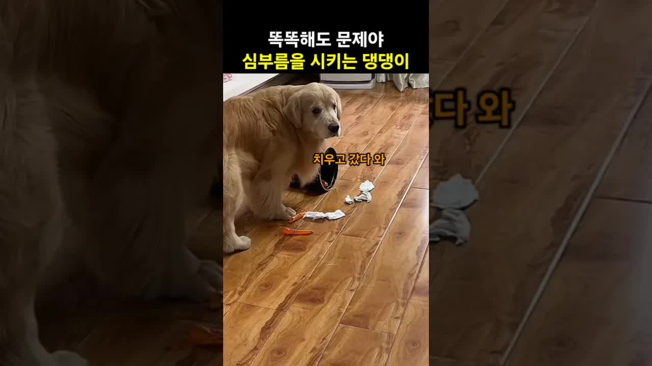 마트 갔다 오라더니 소세지 껍질로 심부름 지시하는 강아지