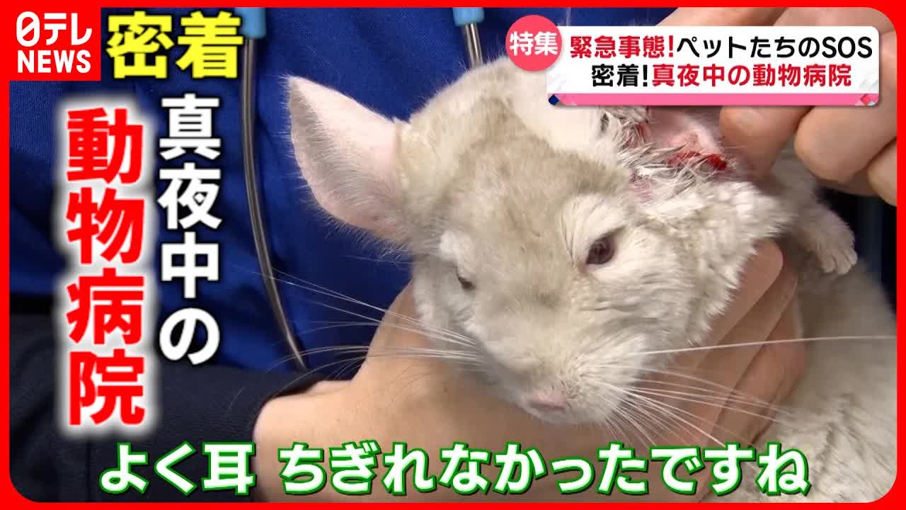真夜中の動物病院で命を救う獣医師たち