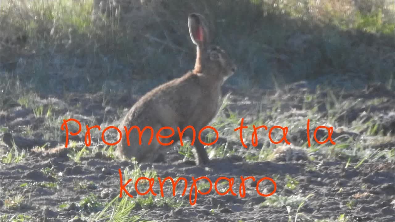 Promeno kun renkontiĝo de tri leporoj