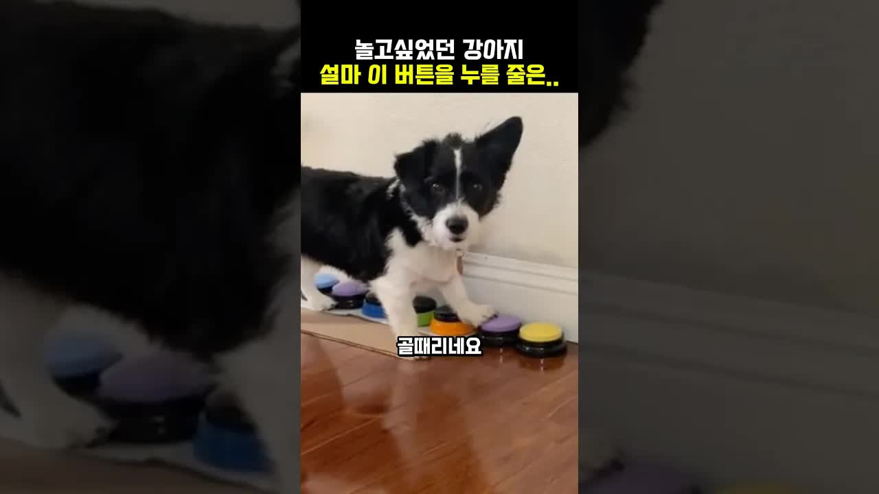 지친 주인과 놀고 싶은 강아지의 대결