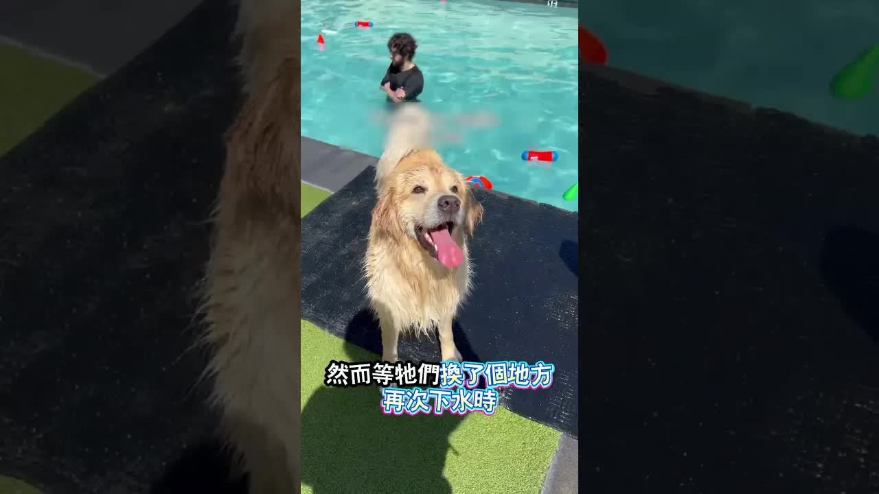金毛压住柯基游泳的搞笑瞬间