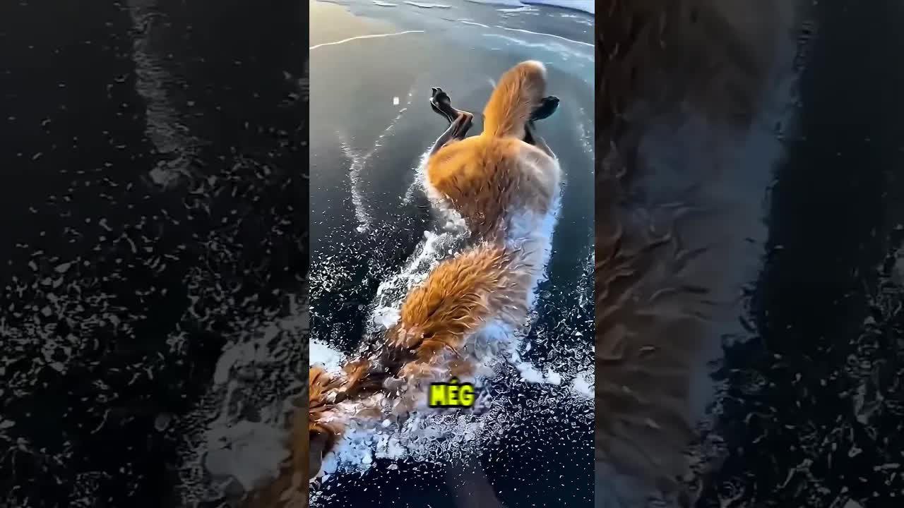 Jégbe fagyott állatokról készült videó