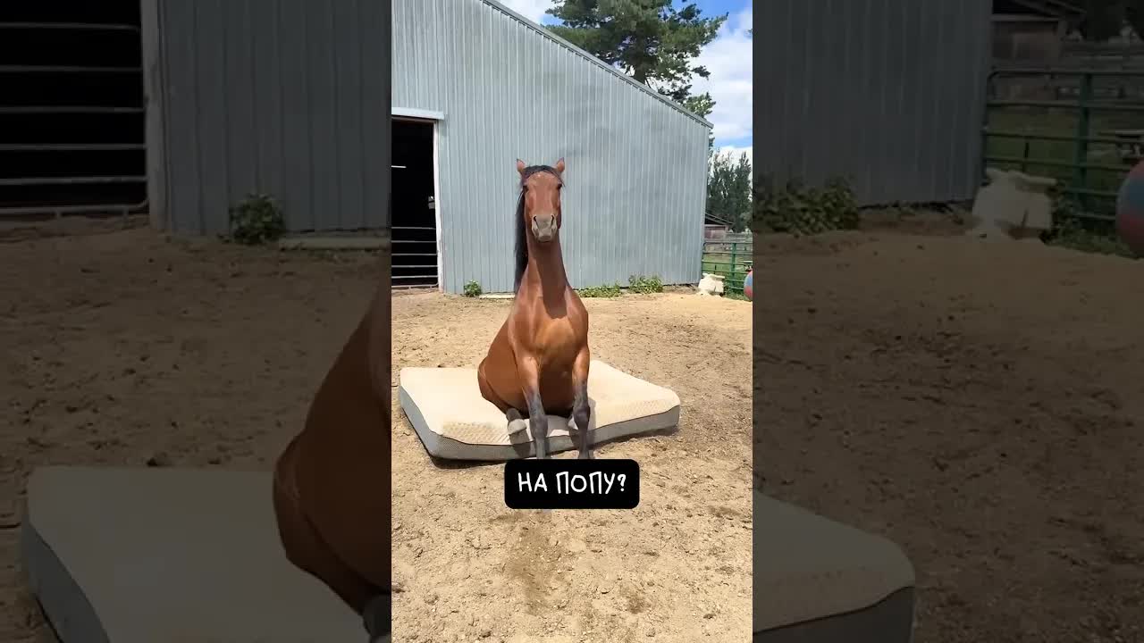 Почему лошади сидят как собаки?