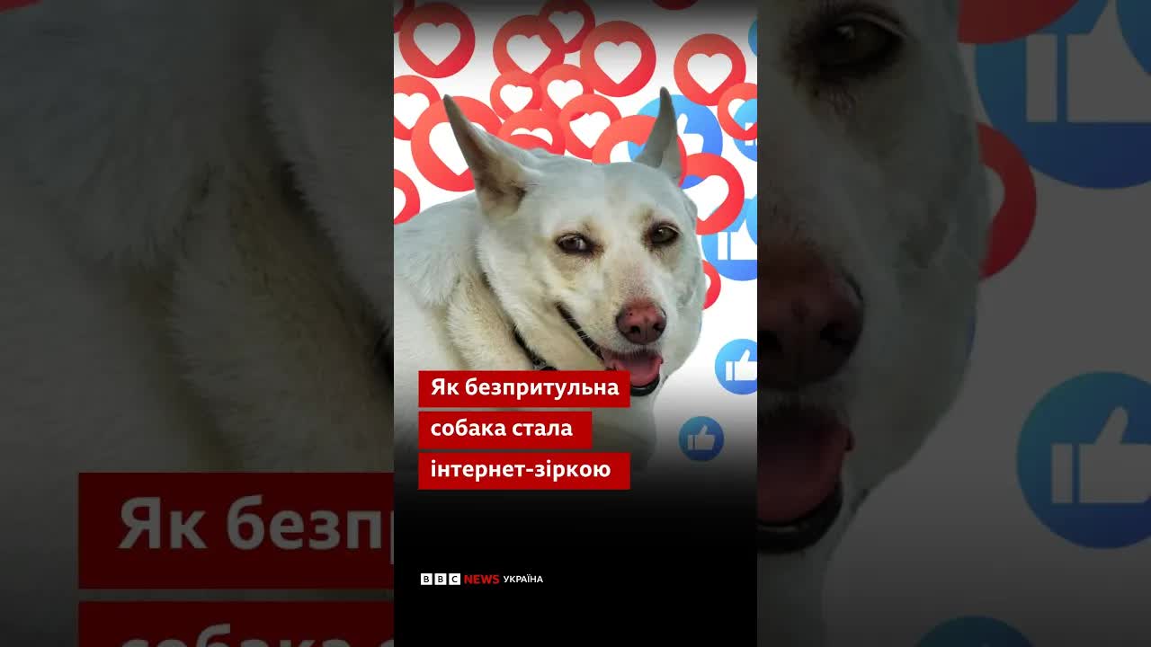 Харизматична Бєлка: від бездомної до зірки соцмереж