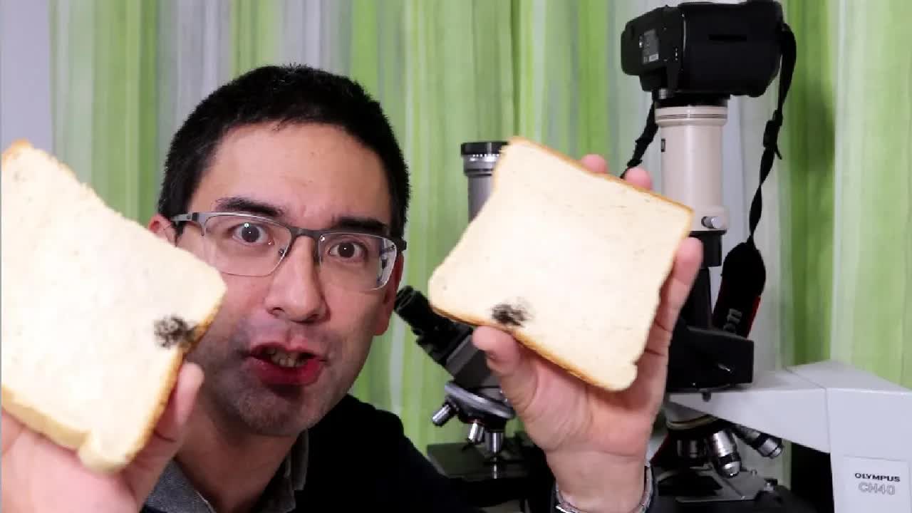 Fungo sub la mikroskopo: Vlogo pri ŝimo