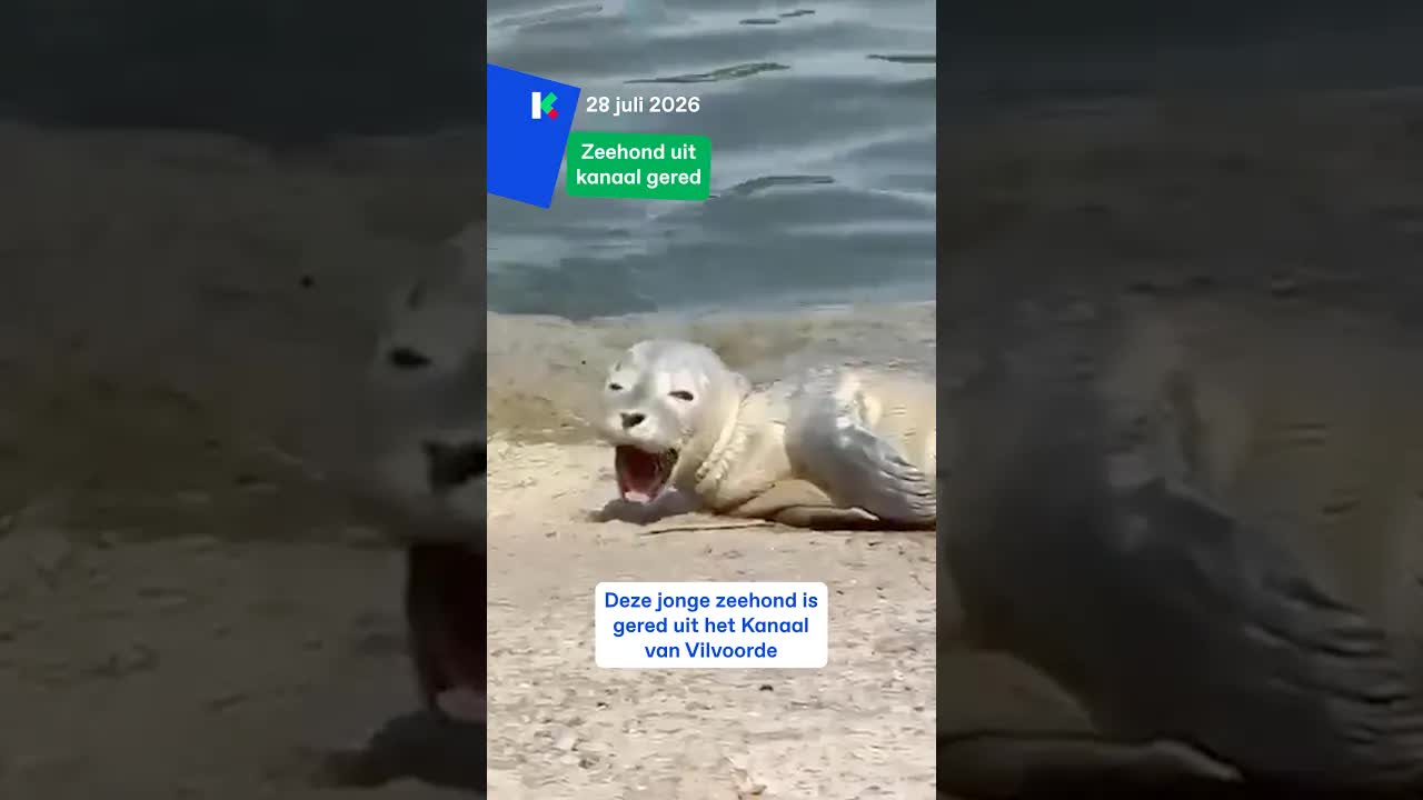 Zeehond gered uit kanaal in Vilvoorde