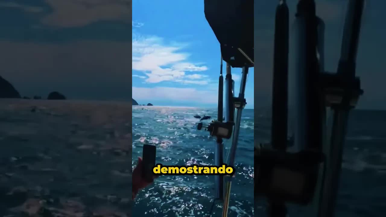Un encuentro inolvidable con cientos de delfines