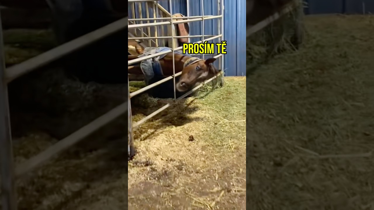 Kůň sežral granule a uvízl v pasti