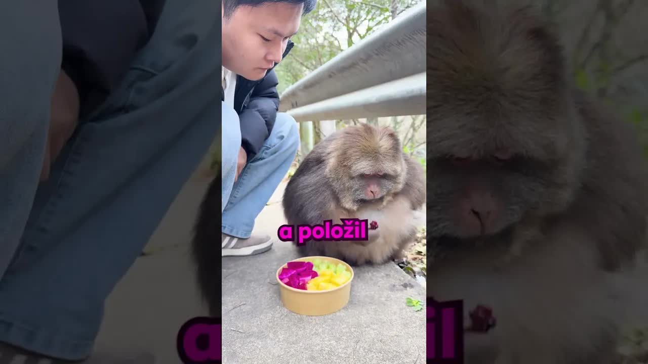 Opice čekala na pomoc u silnice