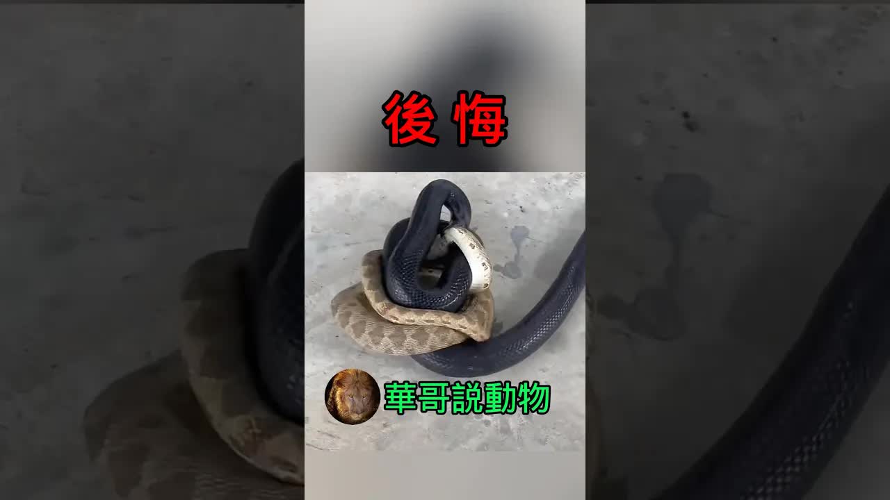蝮蛇挑釁黑王蛇反被絞殺