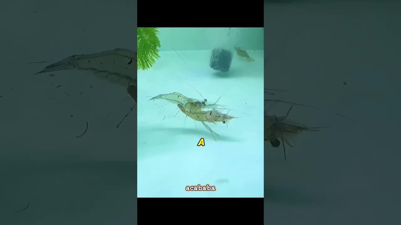Descubrió camarones tras la lluvia y lo que pasó fue increíble