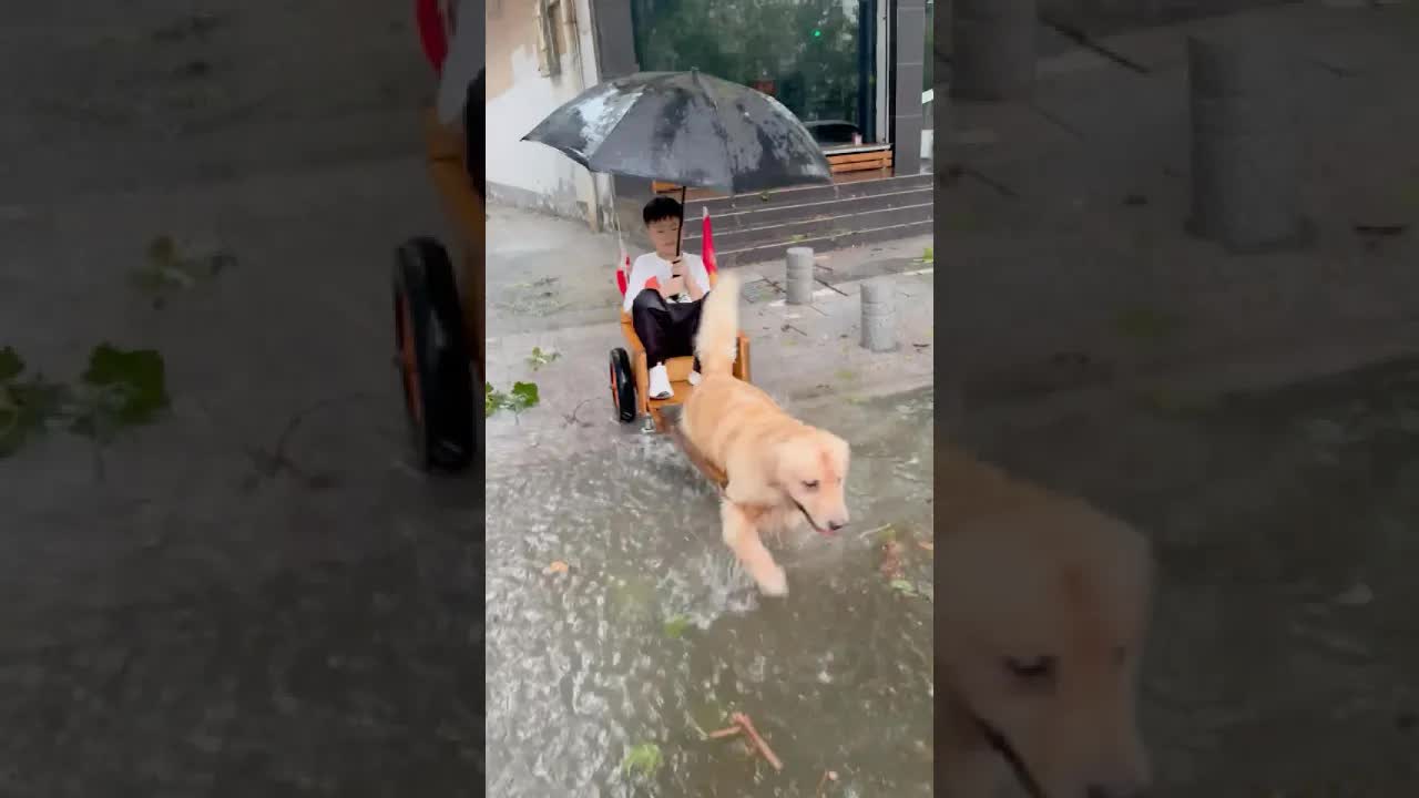 Il cane porta il bambino nella pioggia