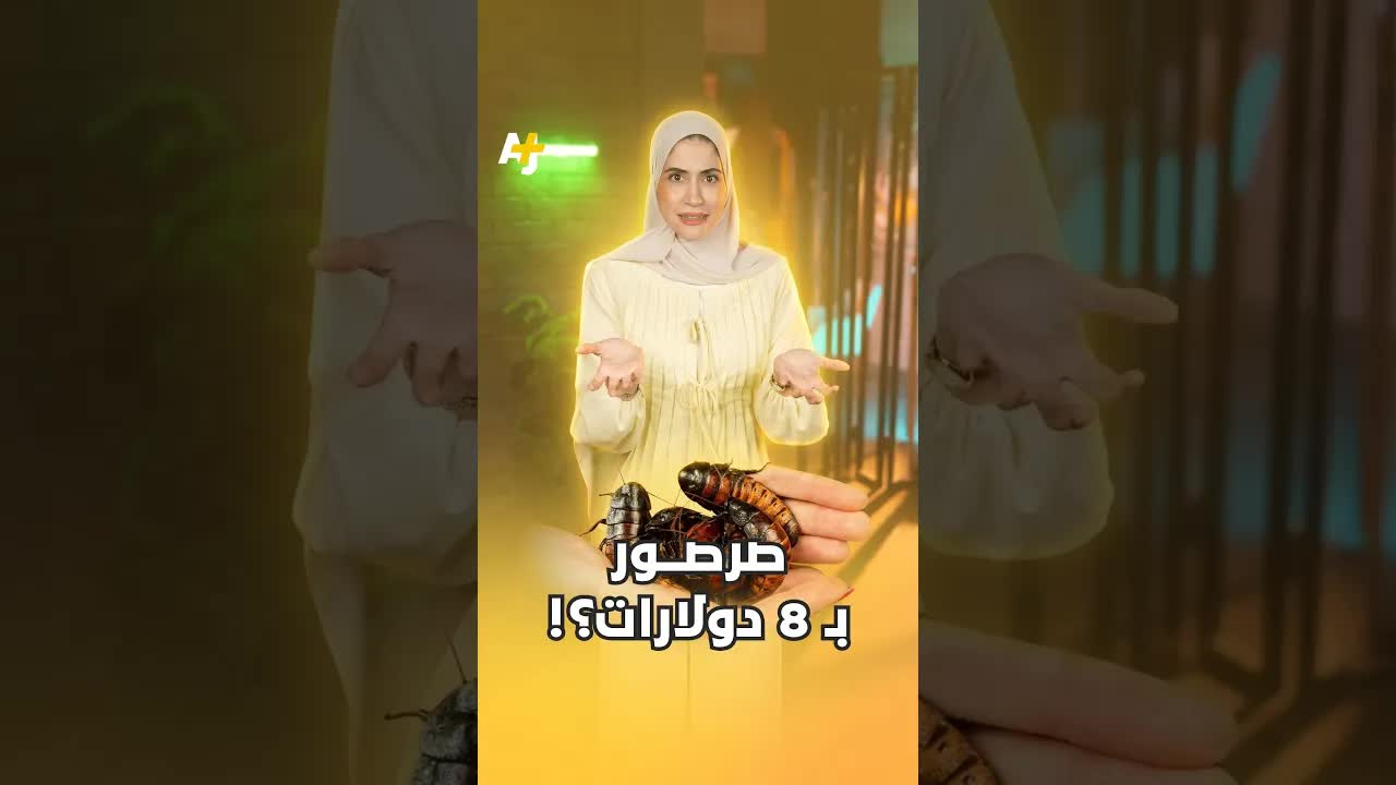 صرصور مدغشقر الهساس: حشرة نادرة بقيمة 8 دولارات