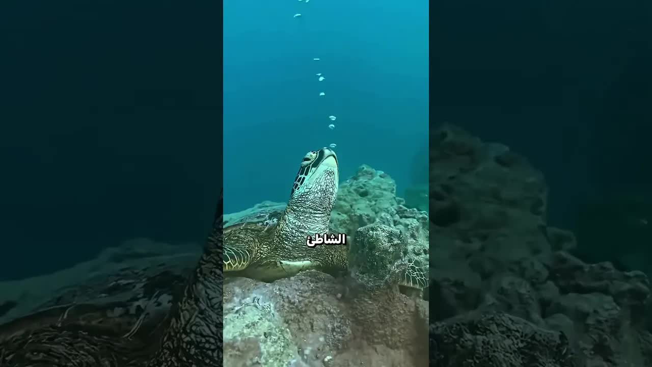 لماذا لا يجب مساعدة صغار السلاحف