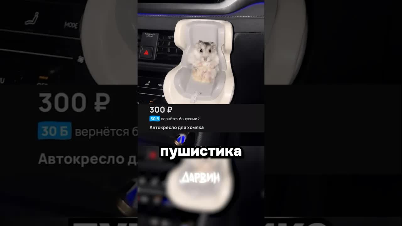 Автокресло для хомяка: безопасность в дороге