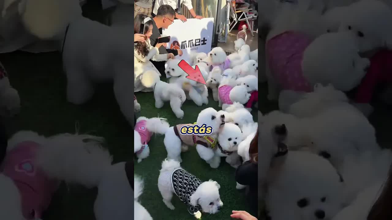 ¿Dónde está mi perrita Shirley?