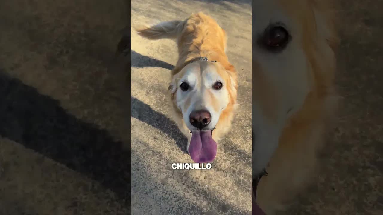 Ayuda, me he pinchado la patita