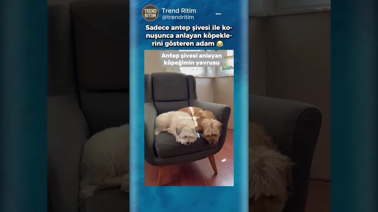 Köpeğim Sadece Antep Şivesini Anlıyor