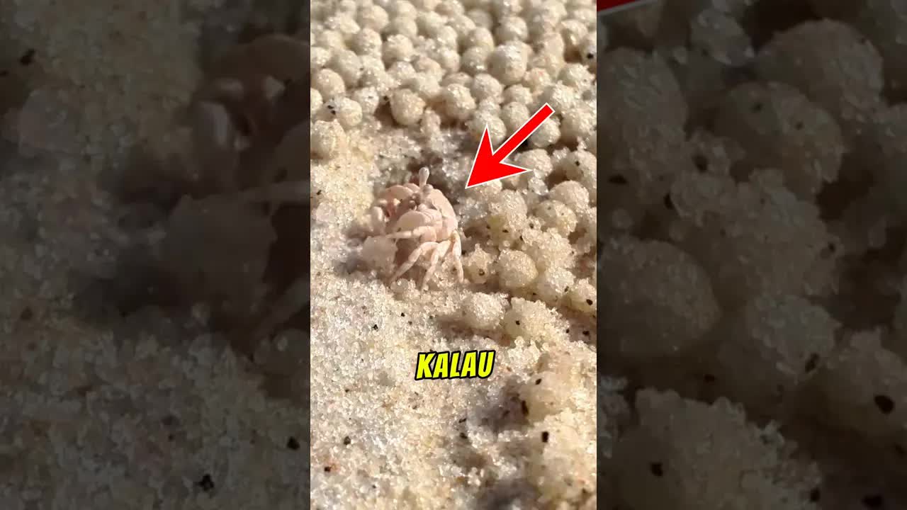 Rahsia Bola Pasir di Pantai
