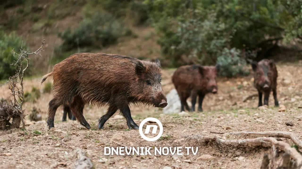 Divlje svinje uništavaju usjeve poljoprivrednika