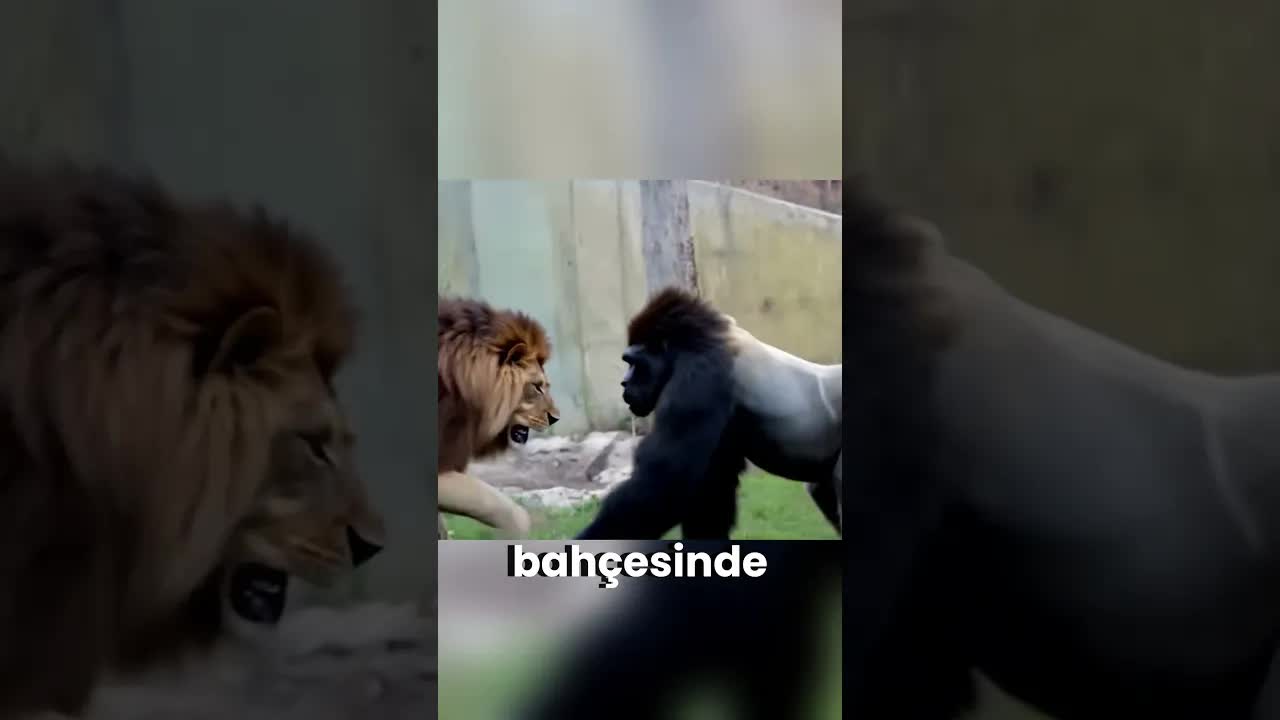 Aslan mı Güçlü Goril mi?