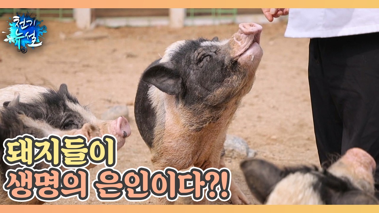 돼지들이 조인공을 살렸다