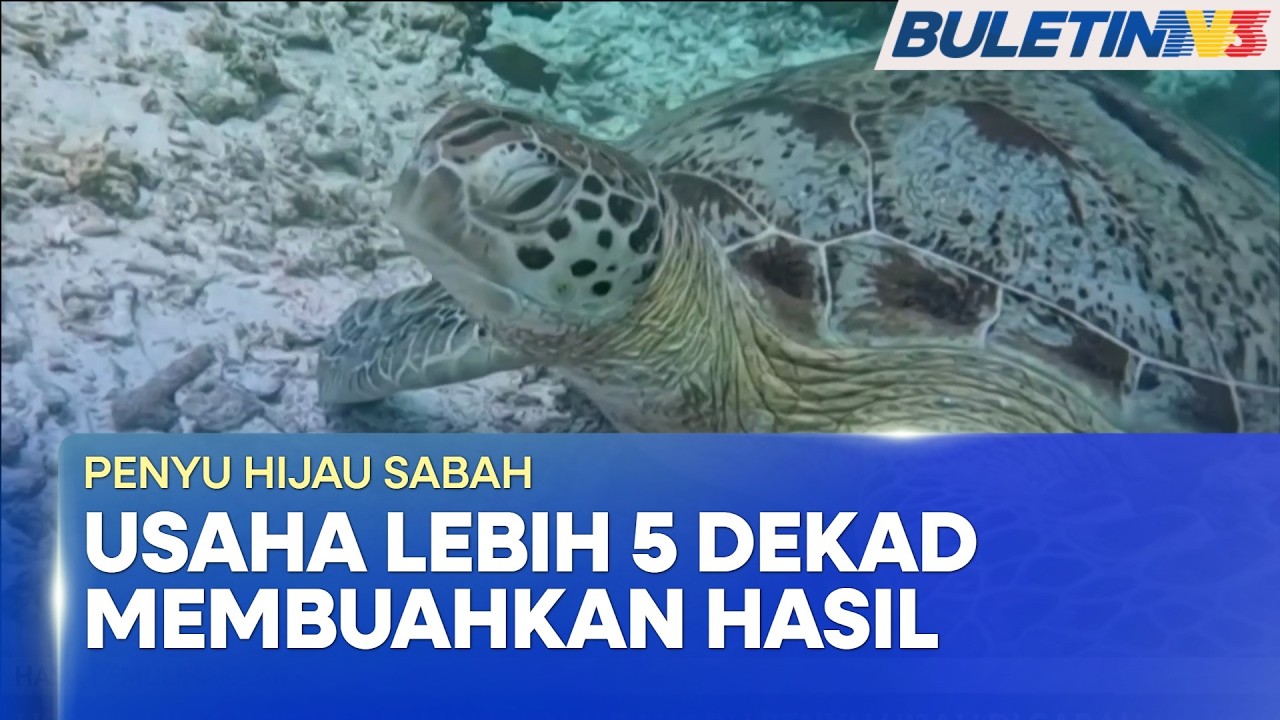 Pemuliharaan Penyu Hijau di Sabah Buahkan Hasil