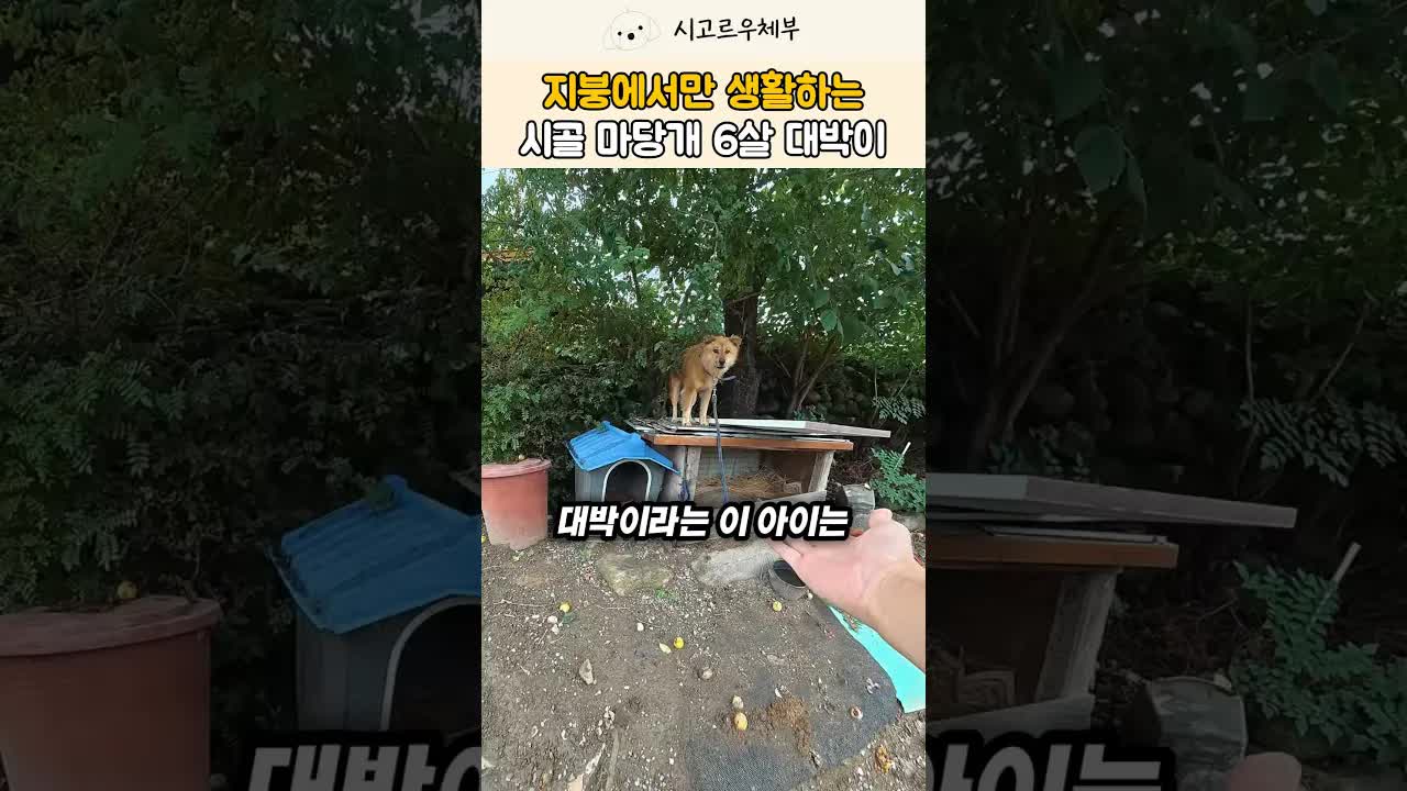 지붕 위 강아지 대박이를 위한 새 집 짓기