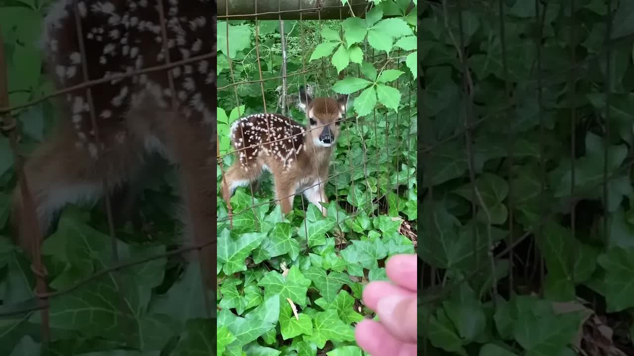 Deer Suddenly Appears Near Dog