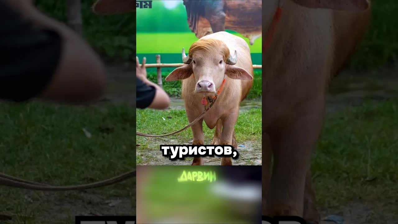 Буйвол Дональд Трамп: как его спасли