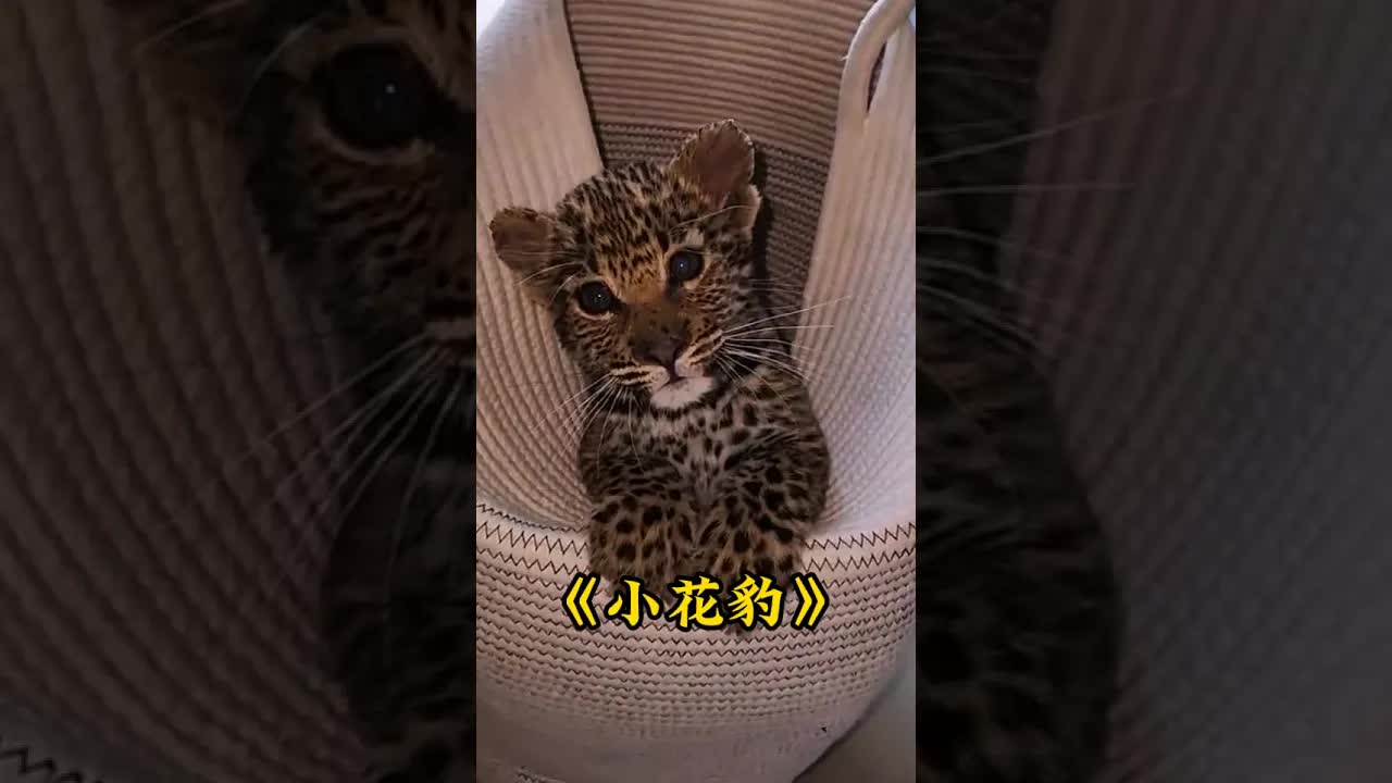 小花豹携家报恩感动全网