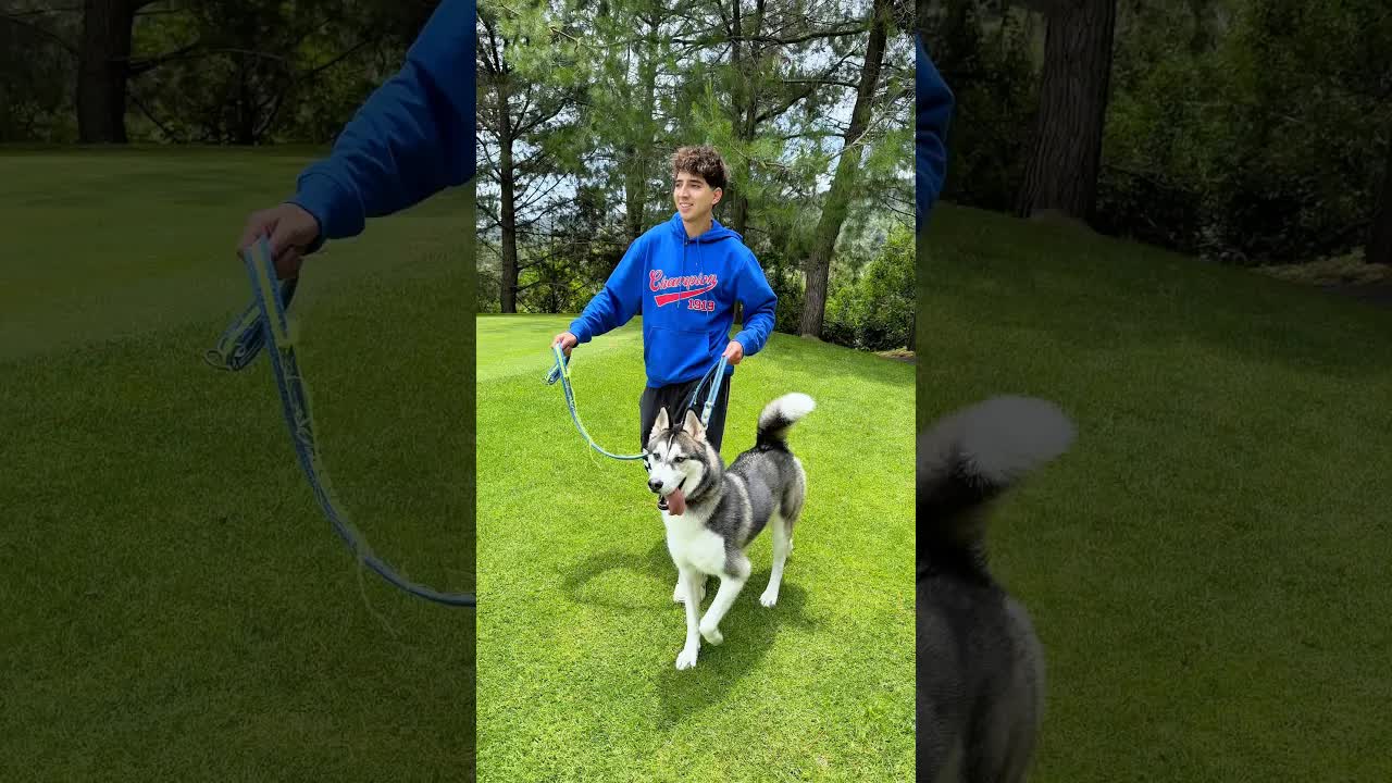 Paseando a mi perro husky