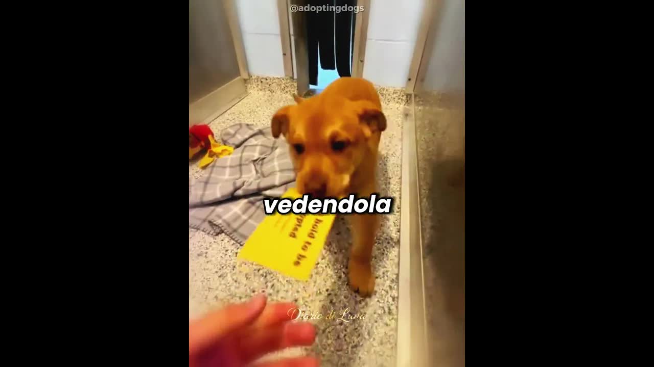 Un cane adottato riceve una lettera d'amore