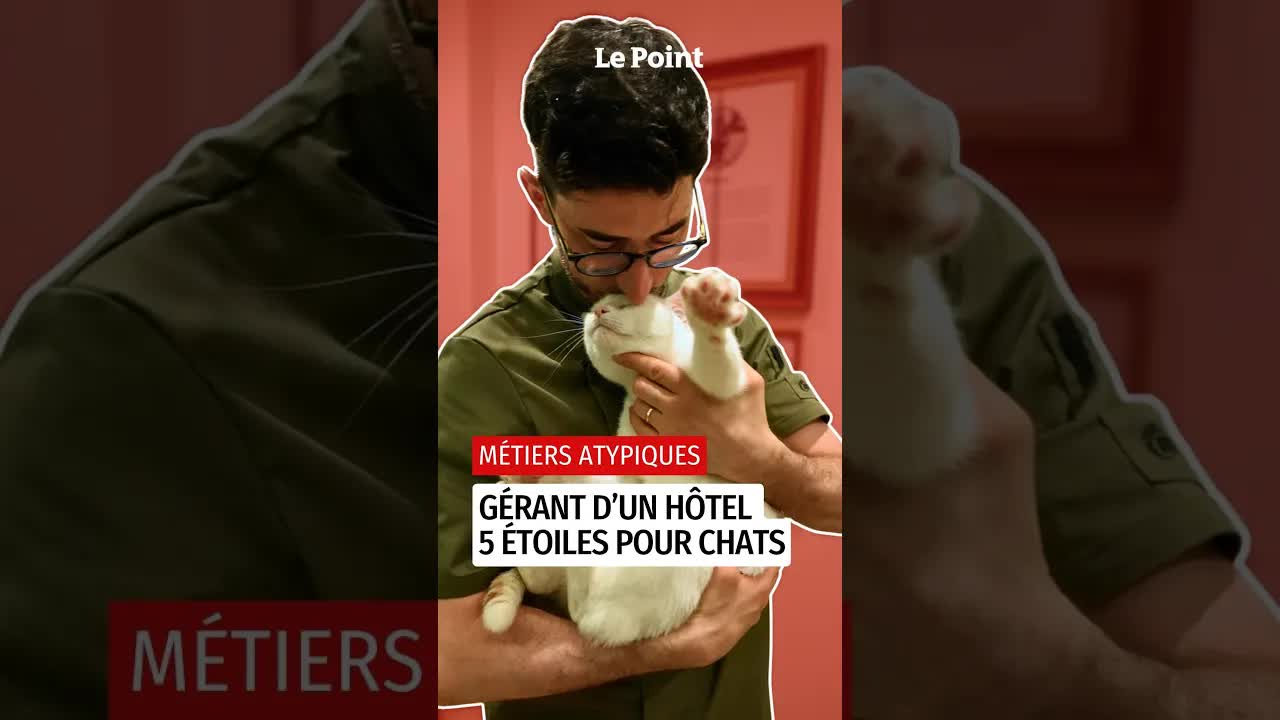 Le quotidien d’un hôtel de luxe pour chats