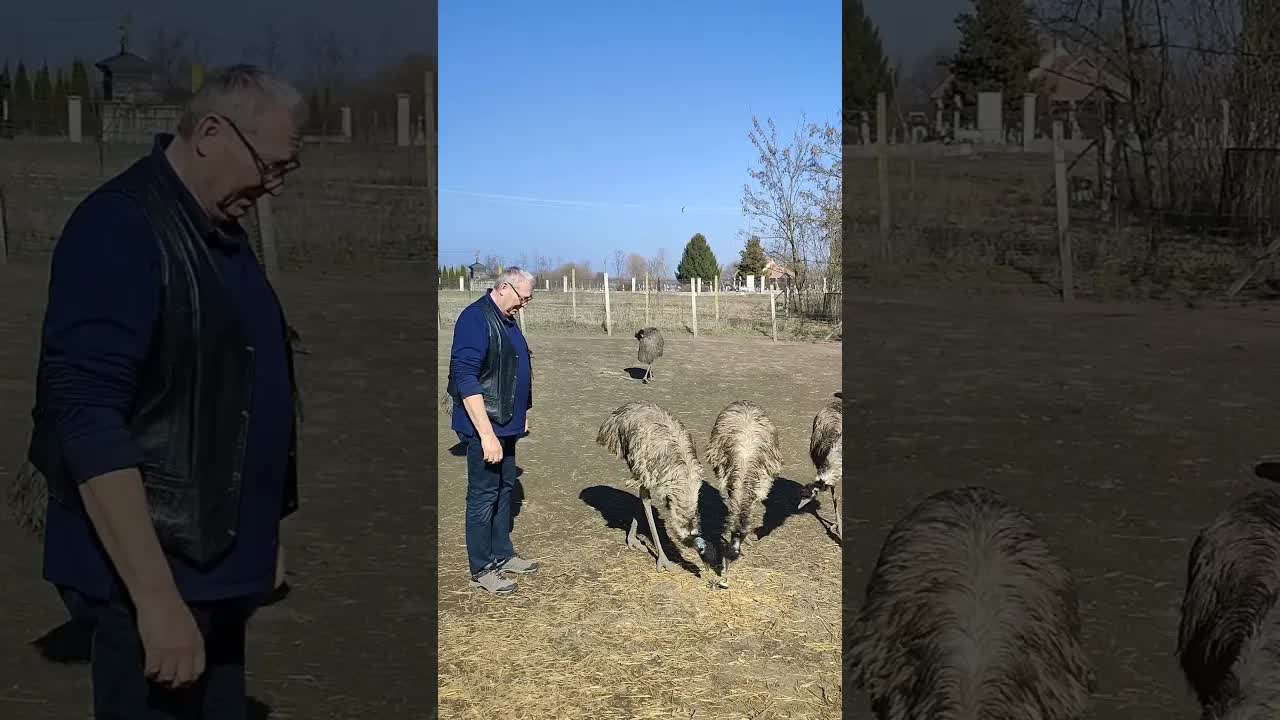 Mi az EMU és miért érdekes állat?