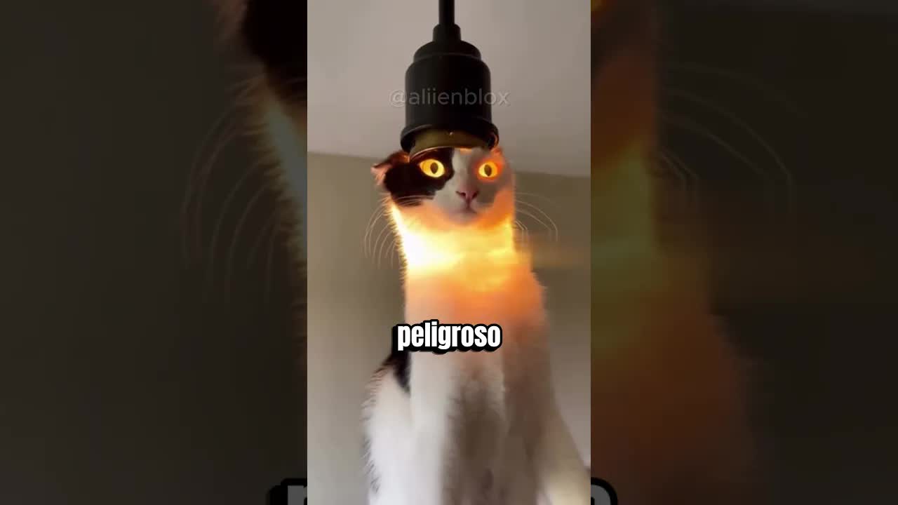 No apuntes con linterna a los gatos