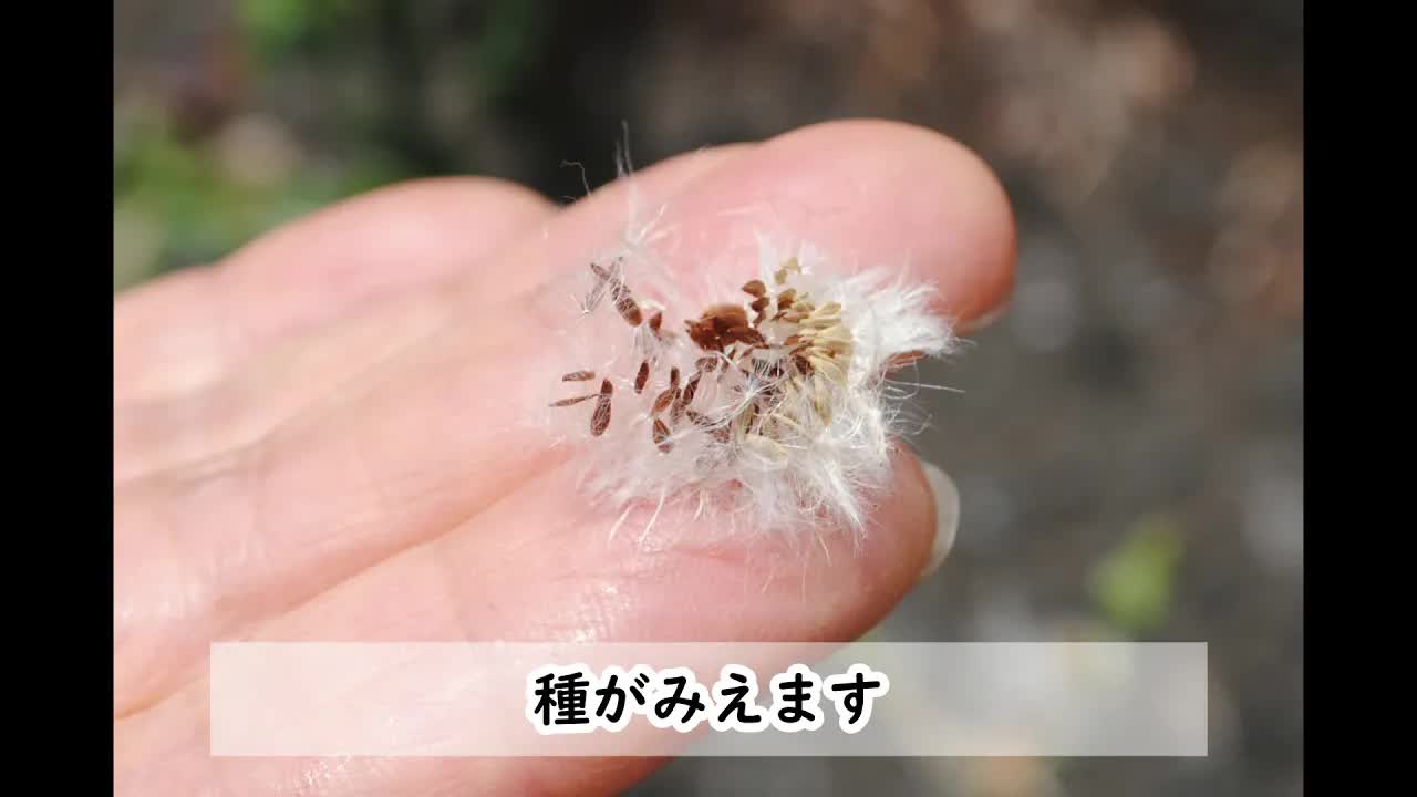 初夏の街で見つける野草と花の特徴