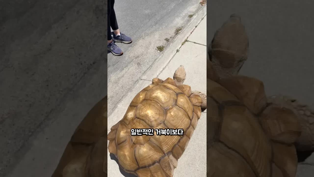 힘이 센 거북이의 놀라운 특성