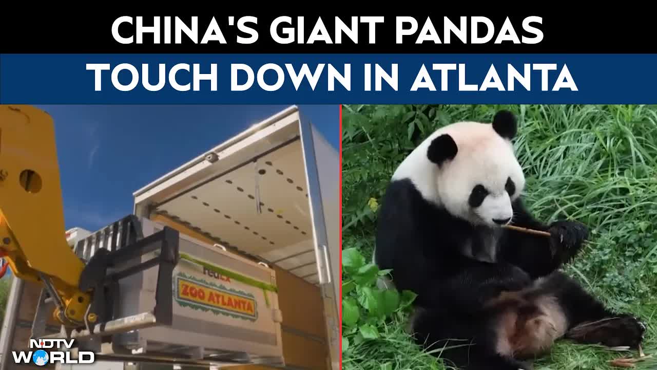 Excitement Over Pandas Returning to Zoo Atlanta