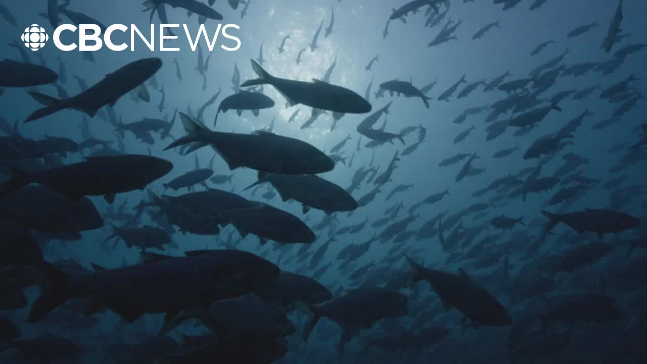 Underwater Drone Reveals Lake Huron’s Hidden Fish City