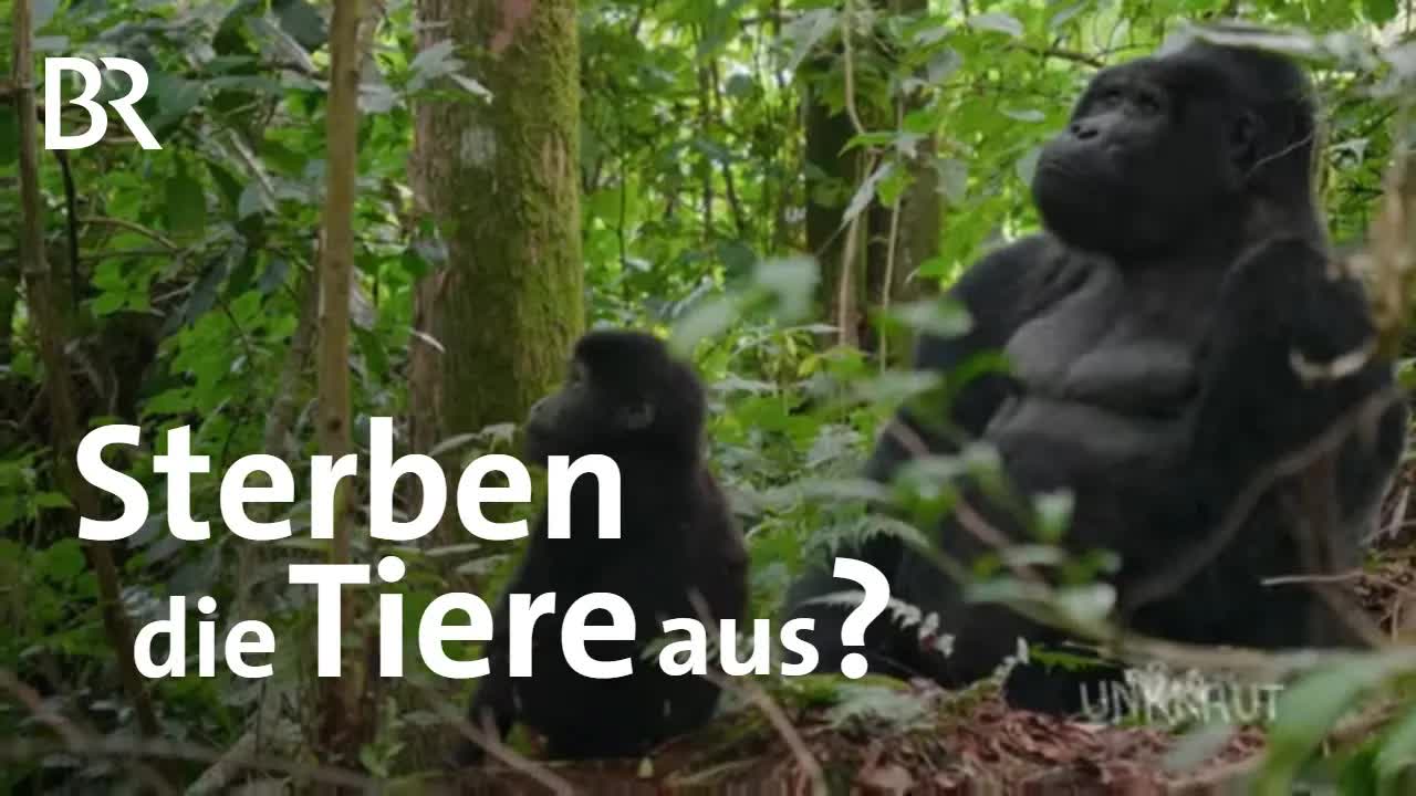Artensterben: Das Verschwinden von Tieren und Pflanzen