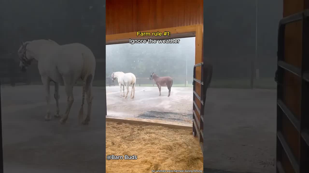 Animals React to a Heavy Rainstorm