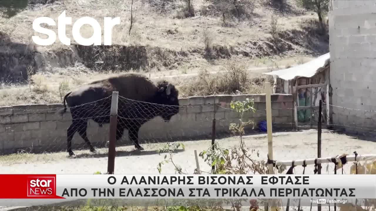 Βίσονας δραπέτευσε και περιπλανήθηκε στα Τρίκαλα