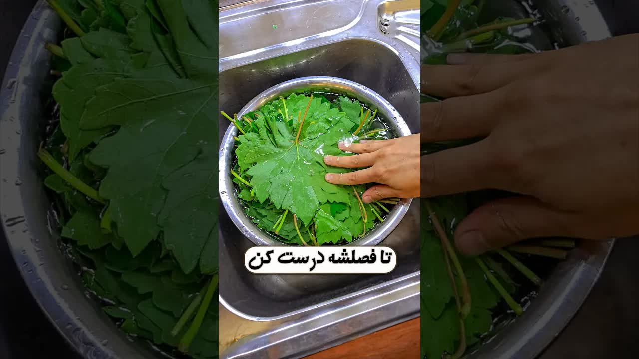 نگهداری تازه برگ مو برای دلمه در تمام فصول