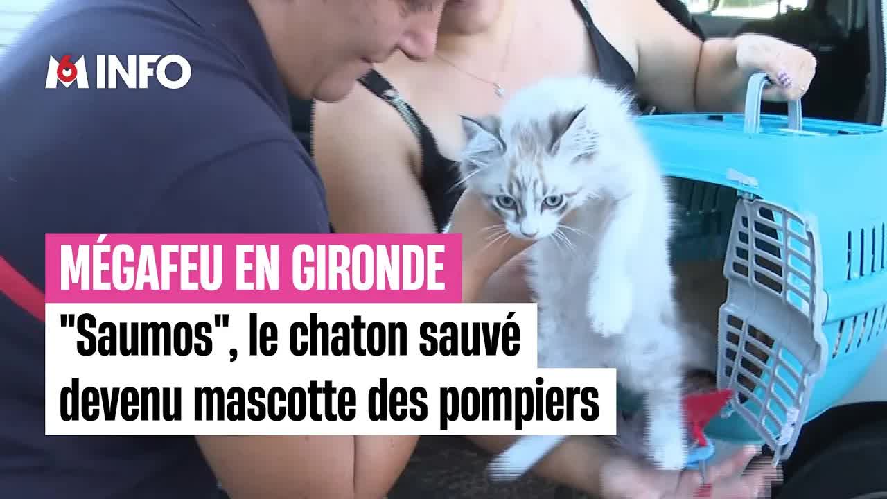 Le chaton mascotte des pompiers de Bassens