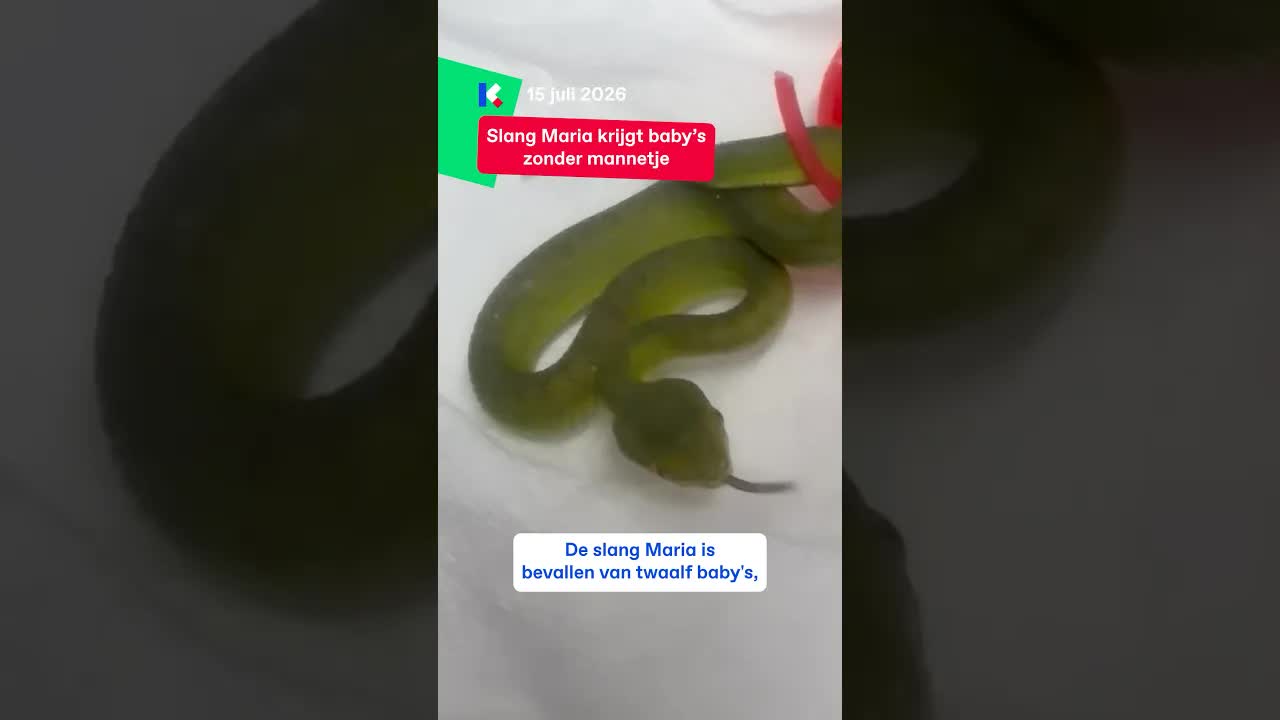 Slang Maria krijgt twaalf baby’s zonder mannetje