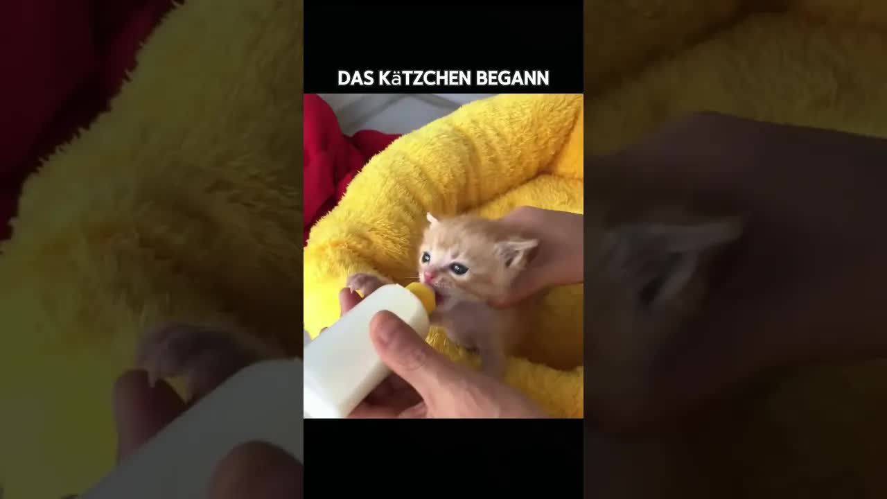 Katze und Vogel: Eine unerwartete Freundschaft
