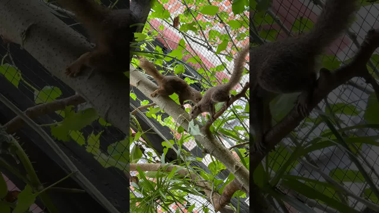 Kisah Hamster Kabur dari Aviari dan Solusinya